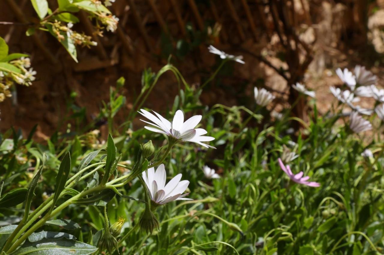 Babina'S Place-Traditional House In Ermoupoli Dış mekan fotoğraf